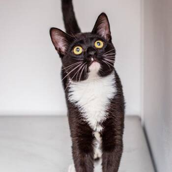 Rascal -  Domestic Short Hair Cat for Adoption in Hattiesburg, Mississippi - Rascal | PetCurious