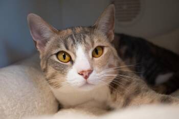 Marigold -  Domestic Short Hair Cat for Adoption in Bellingham, Washington - Marigold | PetCurious