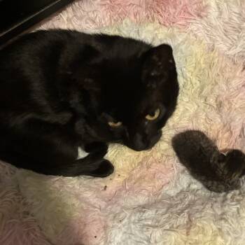 Rescue Domestic Short Hair Cats for Adoption in South Elgin, Illinois - Maya | PetCurious