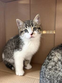Tabby Cats Available for Adoption in Ottawa, Ontario - Pistachio | PetCurious