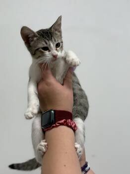 Rico -  Domestic Short Hair Cat for Adoption in Zimmerman, Minnesota - Rico | PetCurious