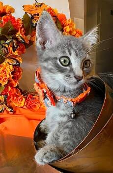 Rescue Domestic Short Hair Cats for Adoption in Boca Raton, Florida - Woody | PetCurious