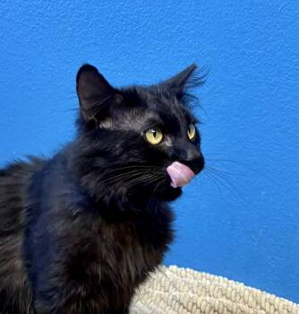 Sebastian -  Domestic Medium Hair Cat Available for Adoption in Green Valley, Arizona - Sebastian | PetCurious