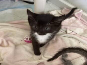 *ALFIE -  Domestic Short Hair Cat for Adoption in Woodland, California - *ALFIE | PetCurious