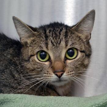 Domestic Short Hair and Tiger Cats Available for Adoption in Sanford, Florida - Kanga | PetCurious