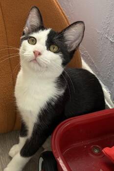 Stitches -  Domestic Short Hair Cat for Adoption in Ardsley, New York - Stitches | PetCurious
