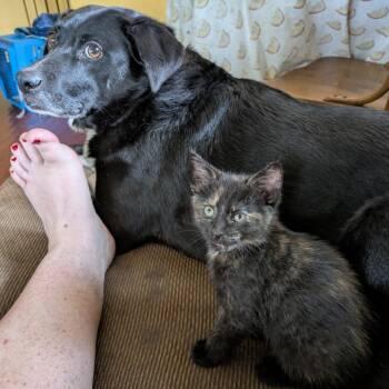 Blossom -  Domestic Short Hair Cat for Adoption in Bloomington, Illinois - Blossom | PetCurious