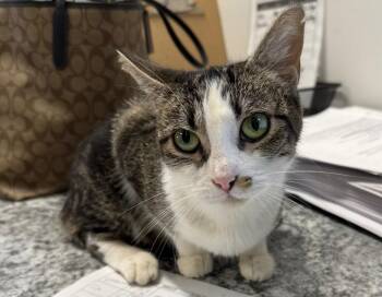 Domestic Short Hair Cats Available for Adoption - Twerp | PetCurious