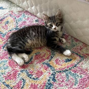 Sweetie pie Squeak -  Domestic Short Hair Cat for Adoption in Stamford, Connecticut - Sweetie Pie Squeak | PetCurious