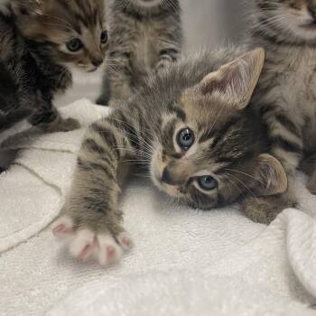 Socks -  Domestic Short Hair Cat for Adoption in Spokane, Washington - Socks | PetCurious