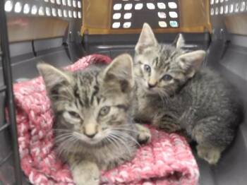 ANGELICA -  Domestic Short Hair Cat for Adoption in Omaha, Nebraska - ANGELICA | PetCurious