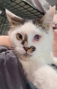 Marcus -  Domestic Short Hair Cat for Adoption in Broomall, Pennsylvania - Marcus | PetCurious