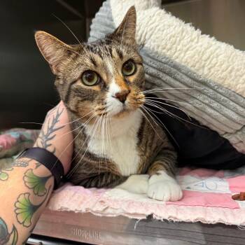 Jell E. Bean -  Domestic Short Hair Cat for Adoption in Chicago, Illinois - Jell E. Bean | PetCurious