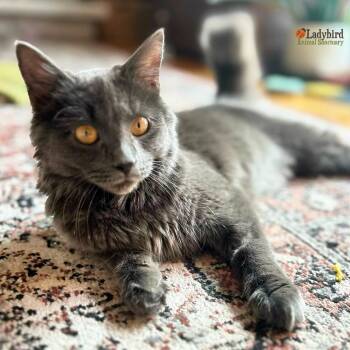 Rescue Domestic Medium Hair Cats for Adoption in Hamilton, Ontario - Penelope | PetCurious