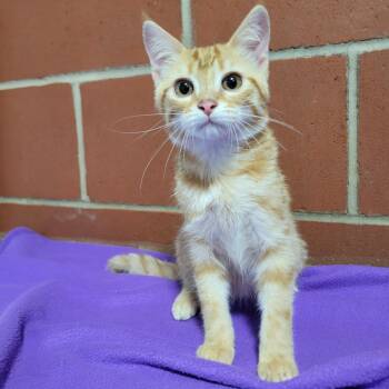 Sheamus -  Domestic Short Hair Cat for Adoption in Cabot, Arkansas - Sheamus | PetCurious