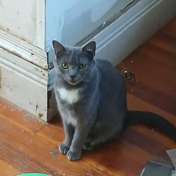 Domestic Short Hair Cats Available for Adoption in Springfield, Massachusetts - The Barn Cats | PetCurious