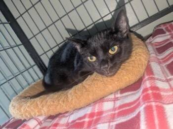 Nani -  Domestic Short Hair Cat for Adoption in Lock Haven, Pennsylvania - Nani | PetCurious