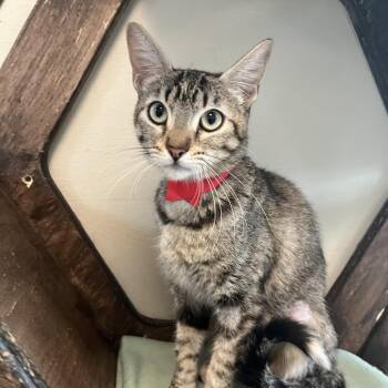 Domestic Short Hair Cats Available for Adoption in Temecula, California - Annabelle | PetCurious