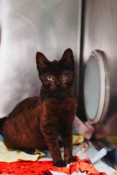 Domestic Short Hair Cats Available for Adoption in North Charleston, South Carolina - 92621a  Sam | PetCurious