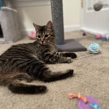 Rescue Domestic Short Hair Cats for Adoption in Akron, New York - Nutmeg | PetCurious
