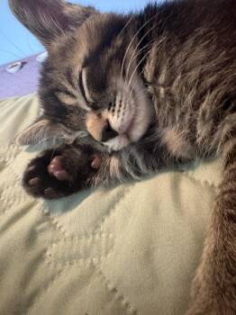 Beef -  Tabby and Domestic Short Hair Cat for Adoption in Dublin, Ohio - Beef | PetCurious