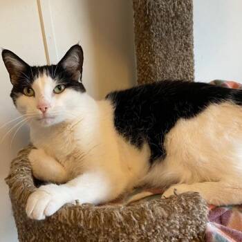 Lucky -  Domestic Short Hair Cat for Adoption in Goshen, Indiana - Lucky | PetCurious