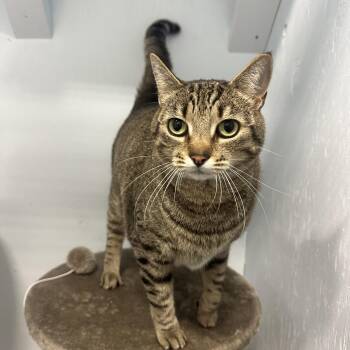 Domestic Short Hair Cats Available for Adoption in Mission, British Columbia - Dottie | PetCurious