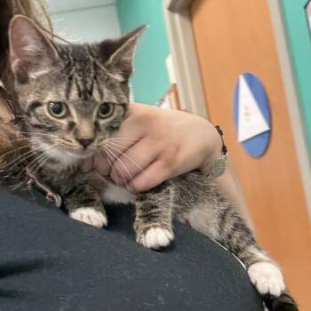 Jorts -  Domestic Short Hair Cat for Adoption in Pittsburgh, Pennsylvania - Jorts | PetCurious