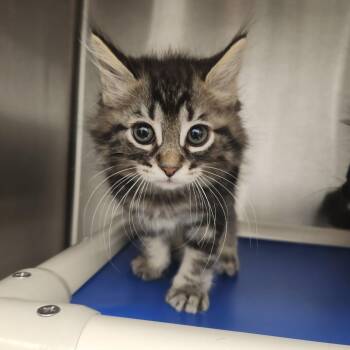 Glenn -  Domestic Medium Hair Cat for Adoption in Fort Wayne, Indiana - Glenn | PetCurious