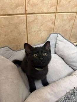 Sable -  Domestic Short Hair Cat for Adoption in St. Cloud, Florida - Sable | PetCurious