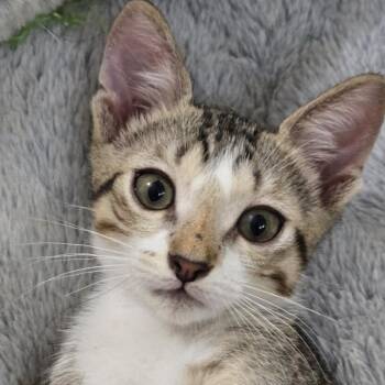 Marguito -  American Shorthair Cat for Adoption in Guaynabo, Guaynabo - Marguito | PetCurious