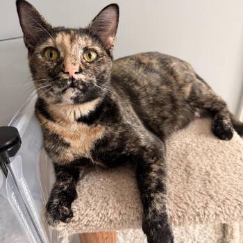 American Shorthair Cats Available for Adoption - Fern - WILL WEATHER ANY STORM FOR YOUR LOVE! | PetCurious