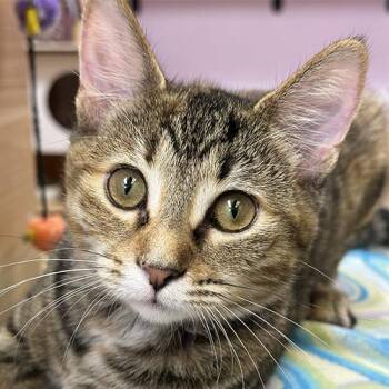 Wendy -  Domestic Short Hair Cat for Adoption in Crystal Lake, Illinois - Wendy | PetCurious