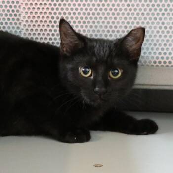 Domestic Short Hair Cats Available for Adoption - Bobbi | PetCurious