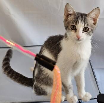 Charlie26 -  Domestic Short Hair Cat for Adoption in Milwaukee, Wisconsin - Charlie26 | PetCurious