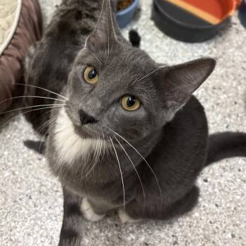 Epic -  Domestic Short Hair Cat for Adoption in Detroit Lakes, Minnesota - Epic | PetCurious