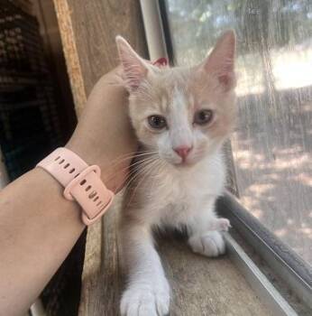 Kitten 28033 (Summer) -  Domestic Short Hair Cat for Adoption in Parlier, California - Kitten 28033 (Summer) | PetCurious