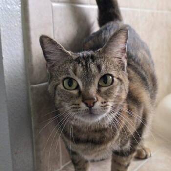 Persephone -  Domestic Short Hair Cat for Adoption in Tampa, Florida - Persephone | PetCurious