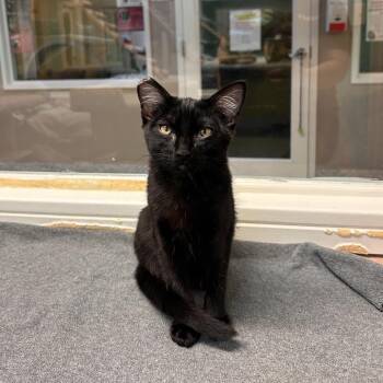Mr. Fantastik -  Domestic Short Hair Cat for Adoption in Fresno, California - Mr. Fantastik | PetCurious