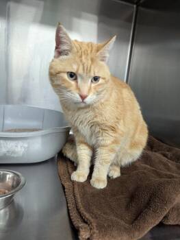 Domestic Short Hair Cats Available for Adoption - Sydney | PetCurious