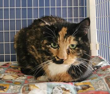 Tortoiseshell Cats Available for Adoption in Claremont, New Hampshire - Baileys | PetCurious
