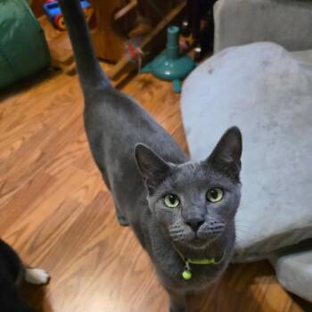 Frankie Jo -  Domestic Short Hair Cat for Adoption in Tallahassee, Florida - Frankie Jo | PetCurious