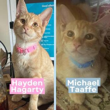 Rescue Domestic Short Hair and Tabby Cats for Adoption in Austin, Texas - Hayden Hagarty & Michael Taaffe *bonded Pair* | PetCurious