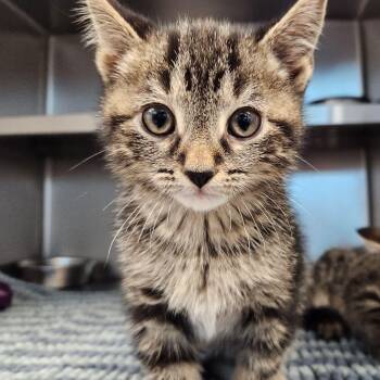 Cedar -  Domestic Short Hair Cat for Adoption in Liberty, Missouri - Cedar | PetCurious