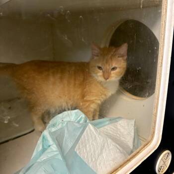 Benny -  Domestic Short Hair Cat for Adoption in San Antonio, Texas - Benny | PetCurious