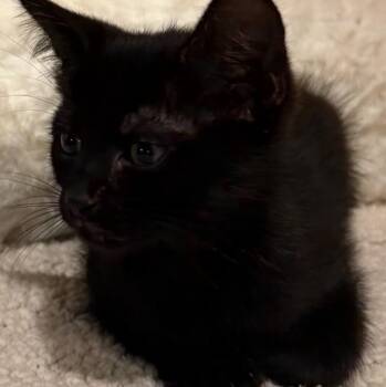 Maddie -  Domestic Short Hair Cat for Adoption in Cat Spring, Texas - Maddie | PetCurious