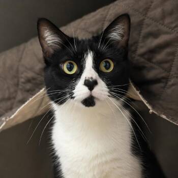 Domestic Short Hair Cats Available for Adoption in Austin, Texas - Mazapan | PetCurious