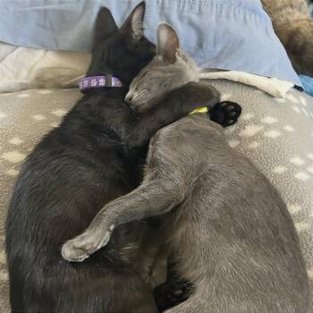 Wrestle -  Domestic Medium Hair Cat for Adoption in Pleasant Hill, California - Wrestle | PetCurious