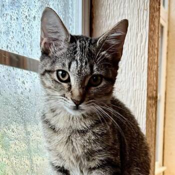 Rescue Domestic Short Hair Cats for Adoption in Tulsa, Oklahoma - Peony | PetCurious