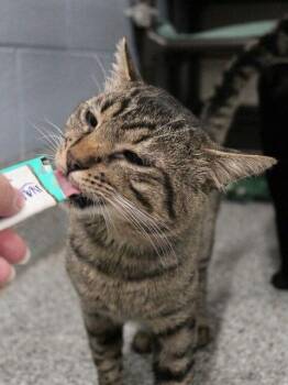 Zuzu -  Domestic Short Hair Cat for Adoption in Fruit Heights, Utah - Zuzu | PetCurious